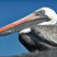 Brown Pelican